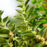 Withania somnifera