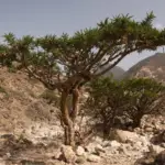 Boswellia serrata 2